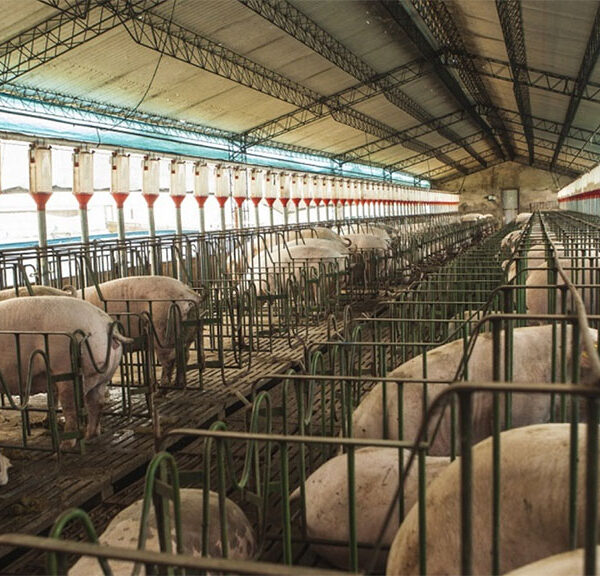 Habilitan la exportación de cueros porcinos a Filipinas