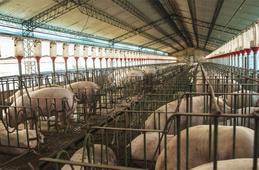 Habilitan la exportación de cueros porcinos a Filipinas