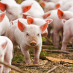 Estrategias para mitigar el estrés calórico