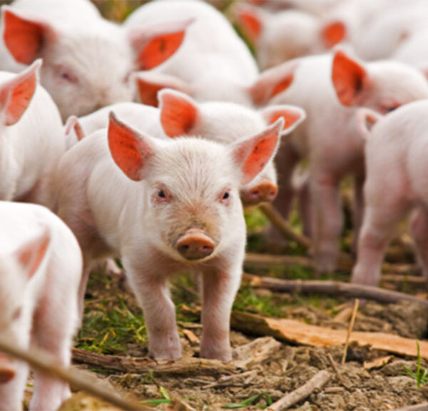 Estrategias para mitigar el estrés calórico