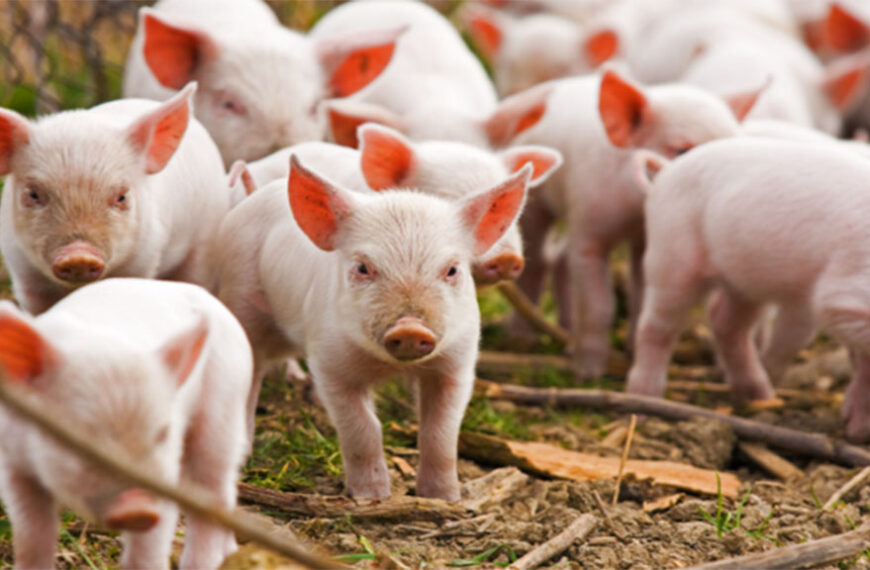 Estrategias para mitigar el estrés calórico