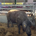 China aplica aranceles el 19,8% al cerdo europeo