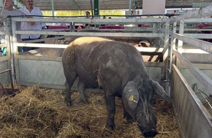 China aplica aranceles el 19,8% al cerdo europeo