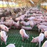 En Paraguay planean crecer mucho en 2026