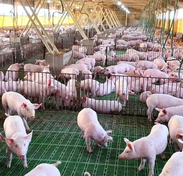 En Paraguay planean crecer mucho en 2026