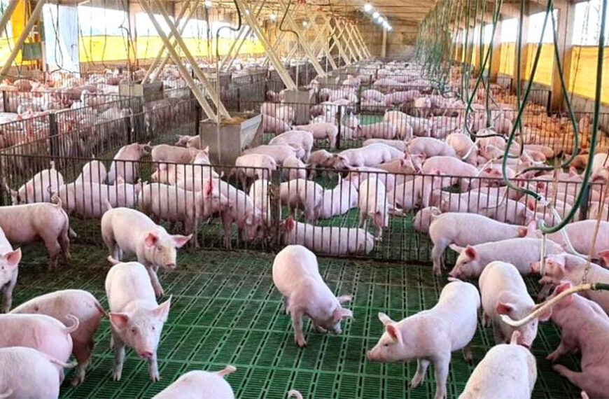 En Paraguay planean crecer mucho en 2026