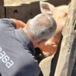 Continúan las acciones de vigilancia epidemiológica en establecimientos porcinos