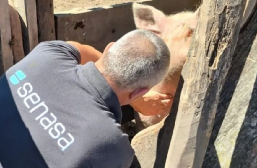 Continúan las acciones de vigilancia epidemiológica en establecimientos porcinos