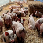 El sorgo, aliado de la producción porcina: su inclusión maximiza la rentabilidad