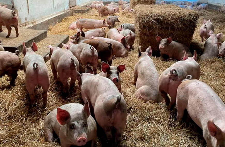 El sorgo, aliado de la producción porcina: su inclusión maximiza la rentabilidad