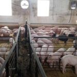 Si hay crédito, en Entre Ríos planean crecer este año