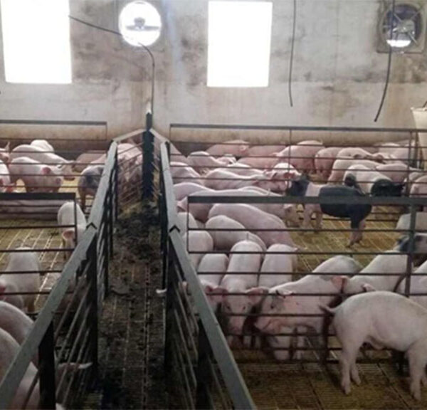 Si hay crédito, en Entre Ríos planean crecer este año