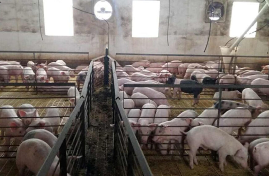 Si hay crédito, en Entre Ríos planean crecer este año