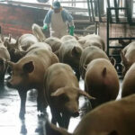 Detectan foco de Peste Porcina Clásica en una granja en Brasil