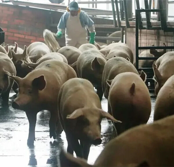 Detectan Peste Porcina Clásica en una granja en Brasil