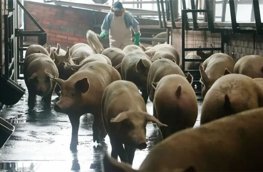 Detectan foco de Peste Porcina Clásica en una granja en Brasil