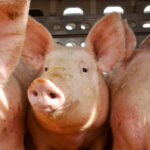 La brucelosis es prevenible y afecta a animales y personas