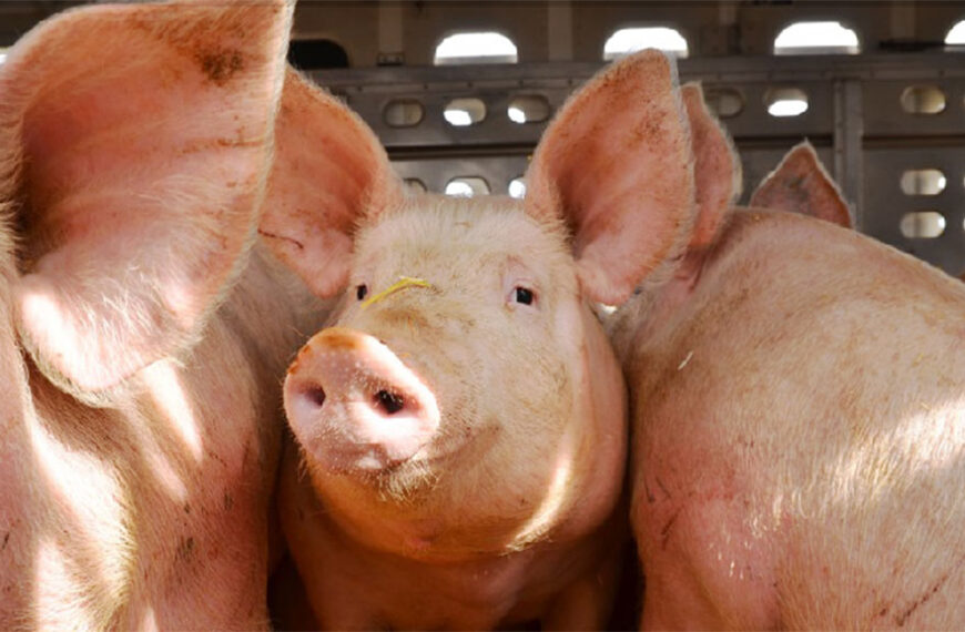 La brucelosis es prevenible y afecta a animales y personas