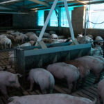 El estrés calórico impacta fuerte en los resultados