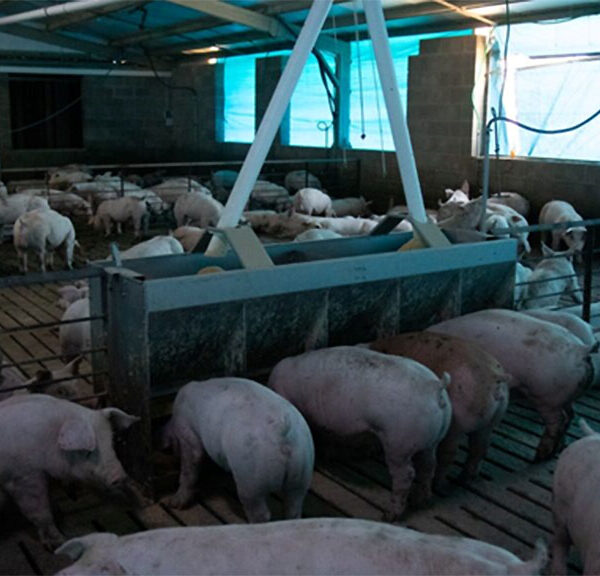 El estrés calórico impacta fuerte en los resultados