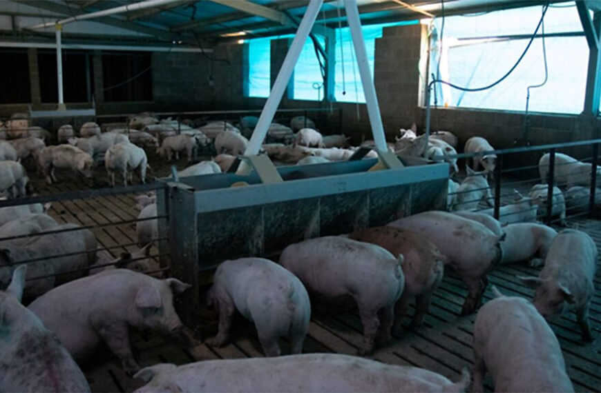 El estrés calórico impacta fuerte en los resultados