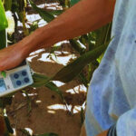 El uso de efluentes aumenta el rinde de soja