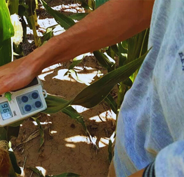 El uso de efluentes aumenta el rinde de soja