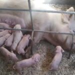 En Cooperativa San Gabriel la unión hace la eficiencia