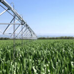 “Con efluentes porcinos logramos un 30% más de maíz”