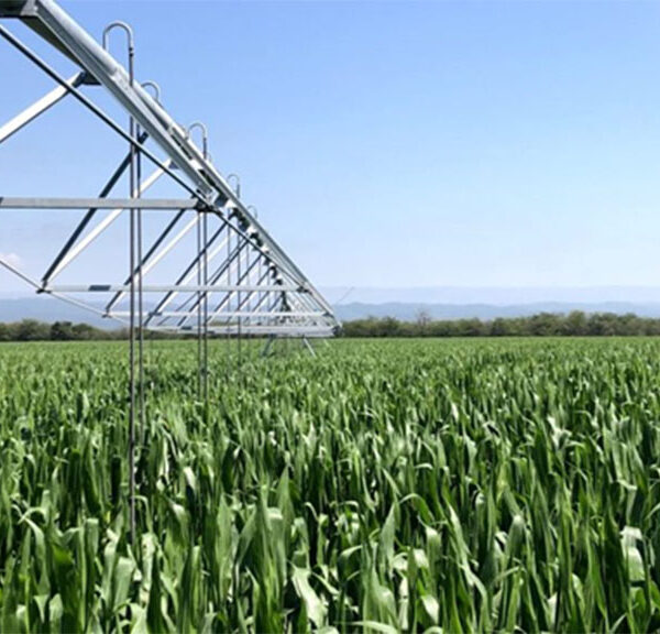 “Con efluentes porcinos logramos un 30% más de maíz”