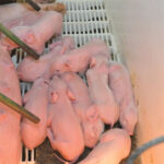 El bienestar animal será gran traba para exportar a Europa