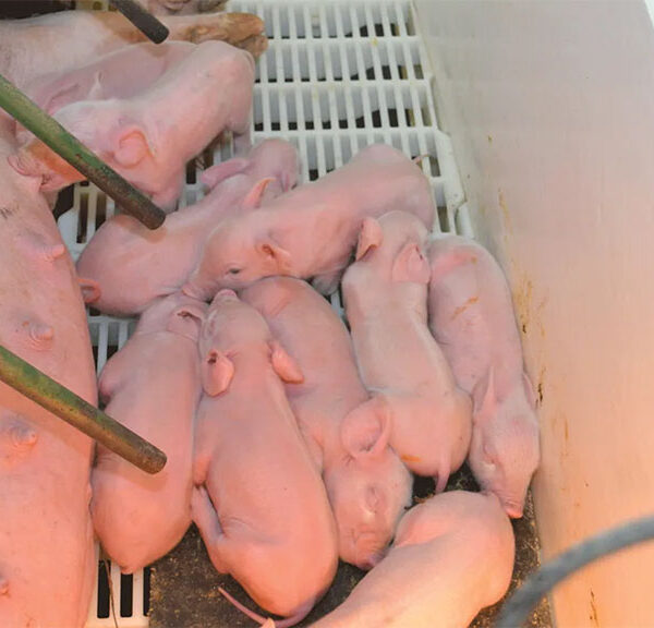 El bienestar animal será gran traba para exportar a Europa