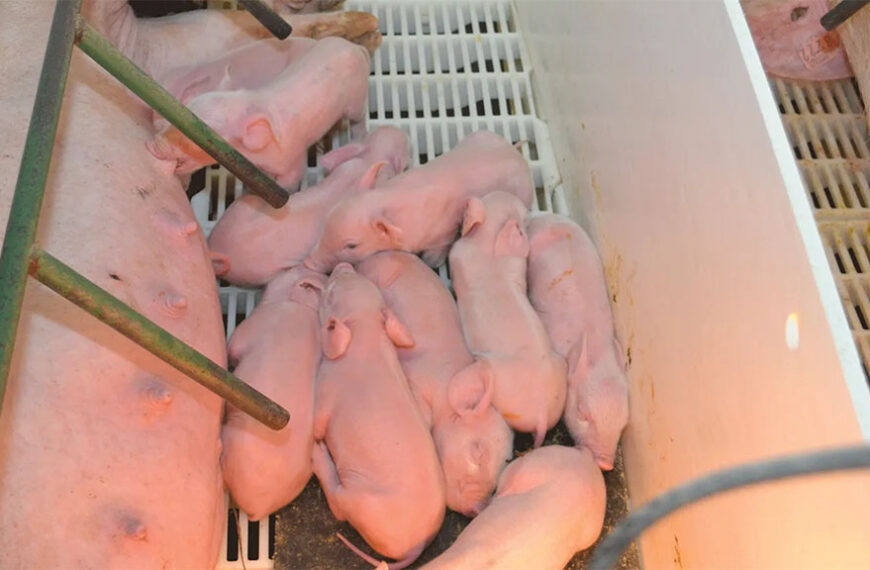 El bienestar animal será gran traba para exportar a Europa