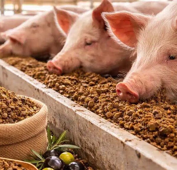 En San Juan el descarte del olivo es alimento para cerdos