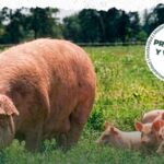 Cerdos en sistema pastoril como alternativa sustentable