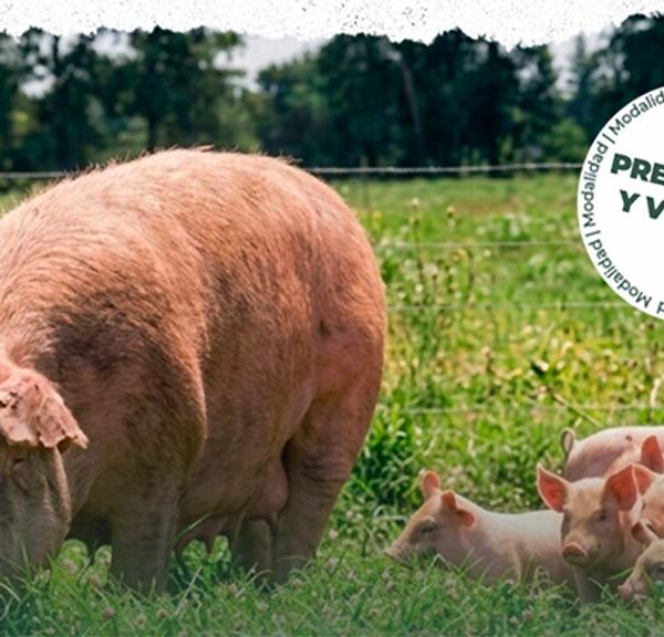 Cerdos en sistema pastoril como alternativa sustentable