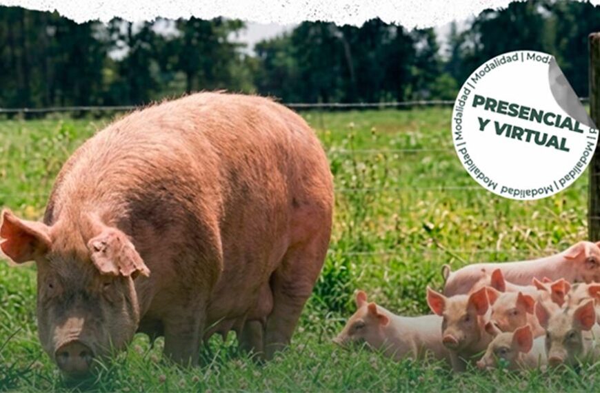 Cerdos en sistema pastoril como alternativa sustentable