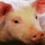 Hay créditos al valor producto en Entre Ríos