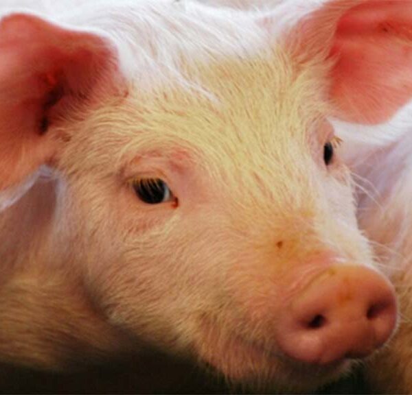 Hay créditos al valor producto en Entre Ríos