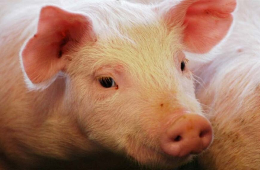 Hay créditos al valor producto en Entre Ríos