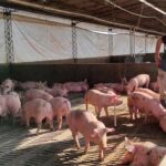 Otra vez el ajuste cae sobre el productor chico