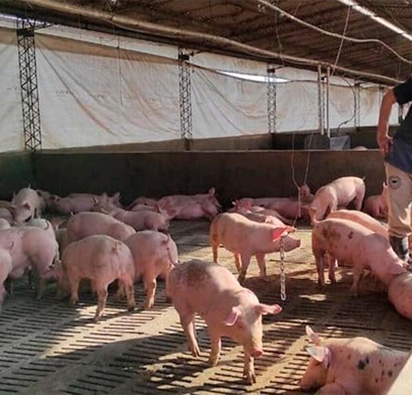 Otra vez el ajuste cae sobre el productor chico