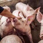 La ileítis, una amenaza silenciosa en las granjas porcinas