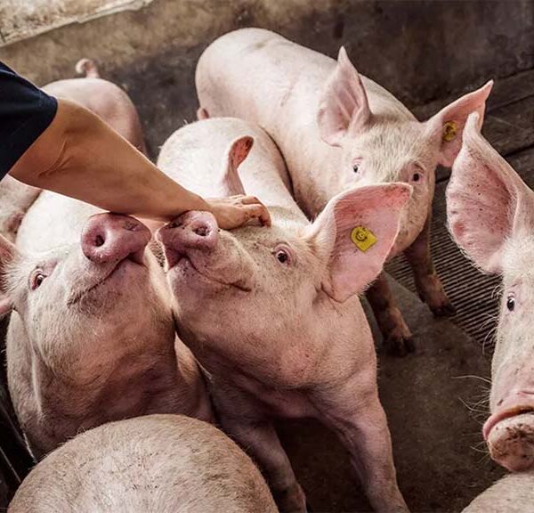 La ileítis, una amenaza silenciosa en las granjas porcinas