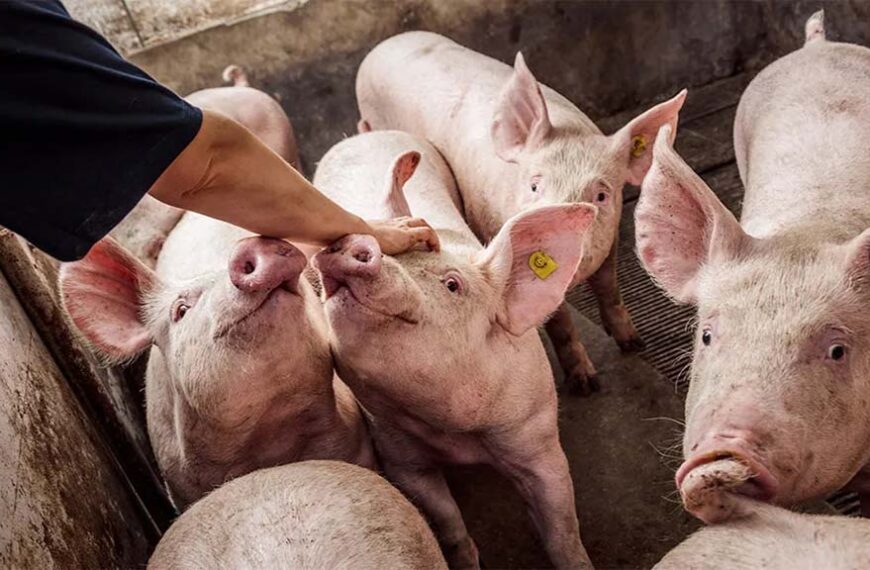La ileítis, una amenaza silenciosa en las granjas porcinas
