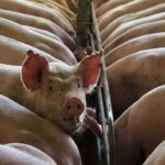 China ensaya con sustitutos de la soja