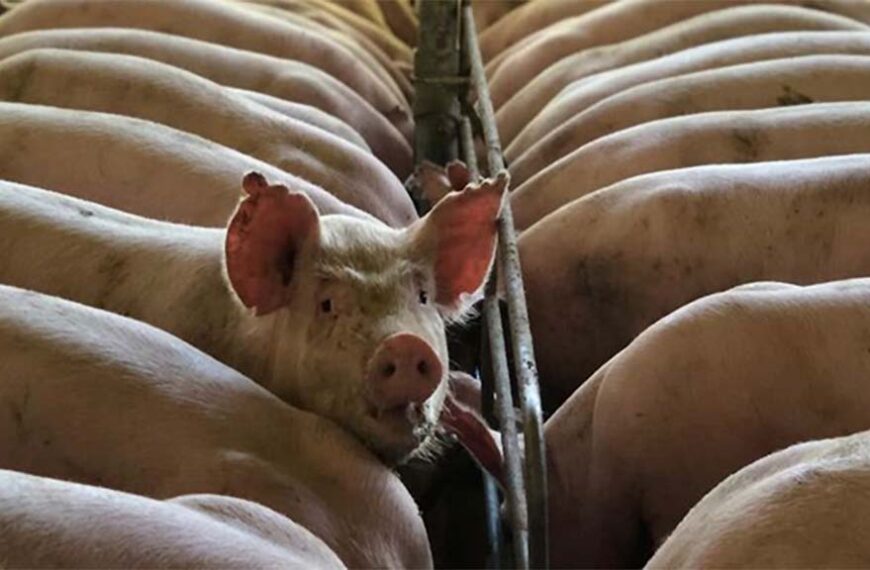 China ensaya con sustitutos de la soja