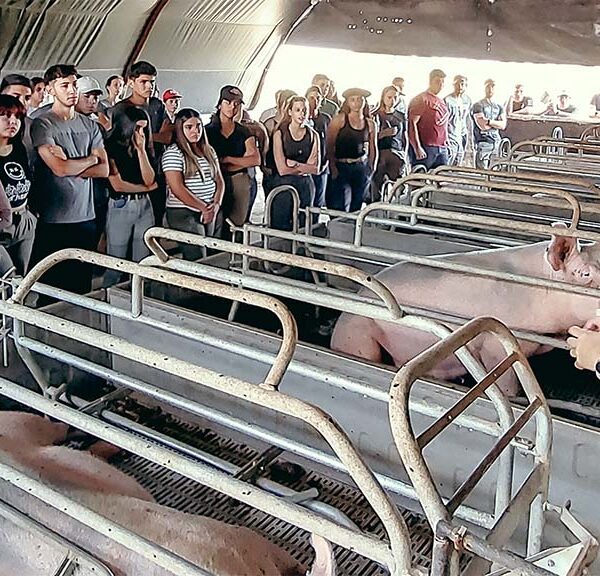 Lanzan la cuarta de la Diplomatura en Producción Porcina