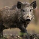 El jabalí en la Patagonia es un serio problema