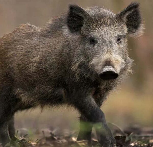 El jabalí en la Patagonia es un serio problema